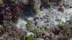 Halichoeres margaritaceus