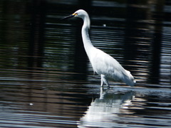 Egretta thula