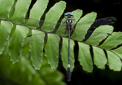 Heliogomphus
