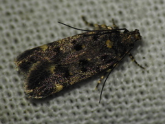 Chionodes formosella