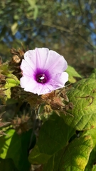 Ipomoea wightii