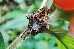 Parawixia kochi