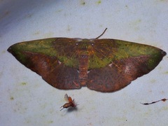 Omiza herois