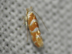 Cameraria caryaefoliella