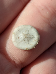 Jacksonaster depressum