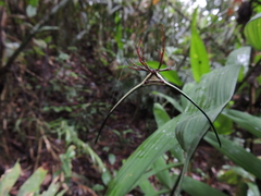 Micrathena cyanospina