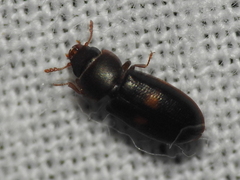 Tenebroides bimaculatus
