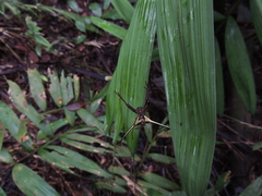 Micrathena cyanospina