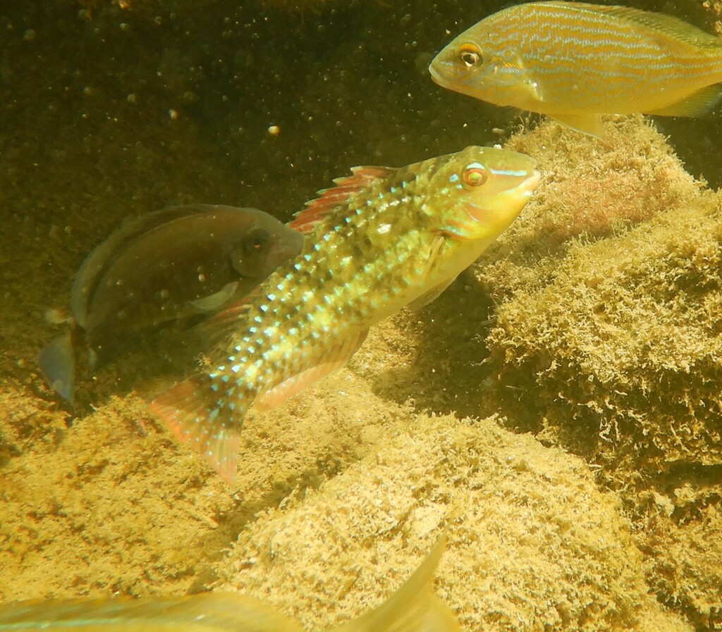 Emerald Parrotfish