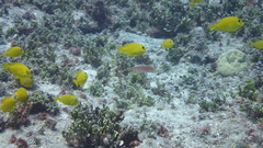 Pseudojuloides splendens