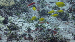 Pseudojuloides splendens