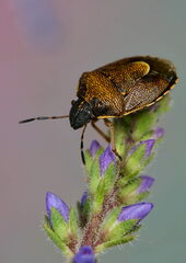 Rubiconia intermedia