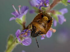 Rubiconia intermedia