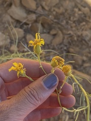 Senecio flaccidus douglasii