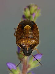 Rubiconia intermedia