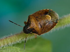 Rubiconia intermedia