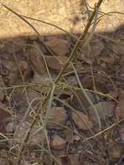 Senecio flaccidus douglasii