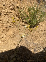 Senecio flaccidus douglasii