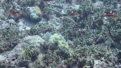 Hologymnosus doliatus