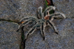 Lasiodora subcanens