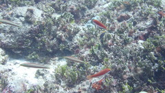 Hologymnosus doliatus