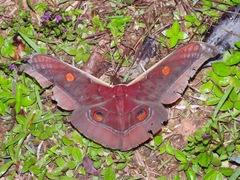 Antheraea assamensis