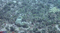 Hologymnosus doliatus