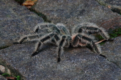 Lasiodora subcanens