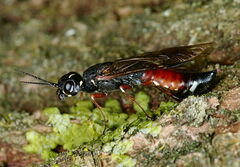 Xiphydria prolongata