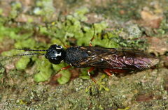 Xiphydria prolongata