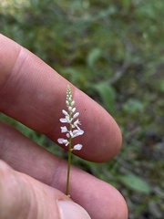 Polygala ambigua