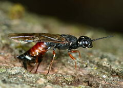 Xiphydria prolongata