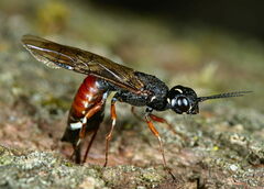 Xiphydria prolongata