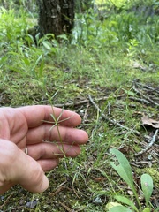 Polygala ambigua