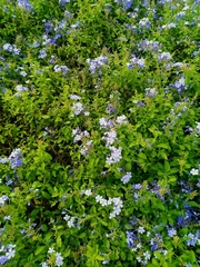 Plumbago auriculata