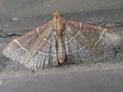 Hypsopygia glaucinalis