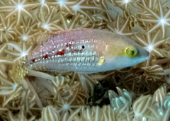 Oxycheilinus bimaculatus