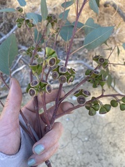 Eucalyptus rudis