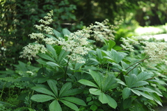 Rodgersia