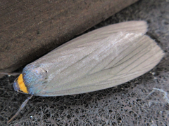 Macrobrochis staudingeri