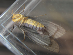 Macrobrochis staudingeri