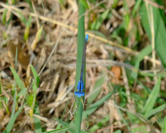 Argia nahuana