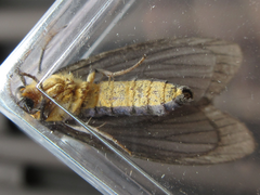 Macrobrochis staudingeri