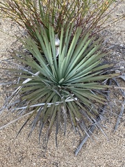 Hesperoyucca