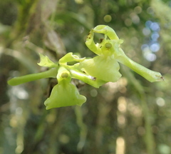 Epidendrum hexagonum