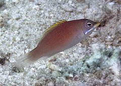 Pseudocheilinus evanidus