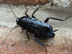 Periplaneta japonica