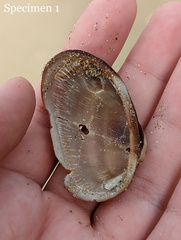 Barbatia amygdalumtostum