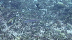 Hologymnosus doliatus