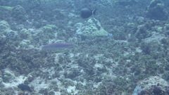 Hologymnosus doliatus